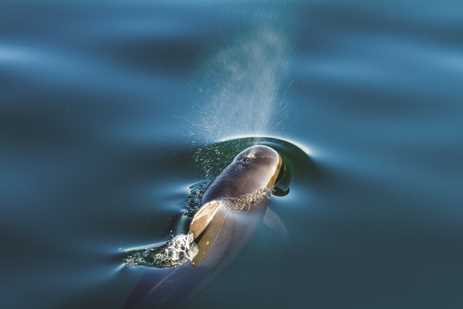 seen from above, a dolphin surfaces in languid water to release air and a spray of water from its blowhole