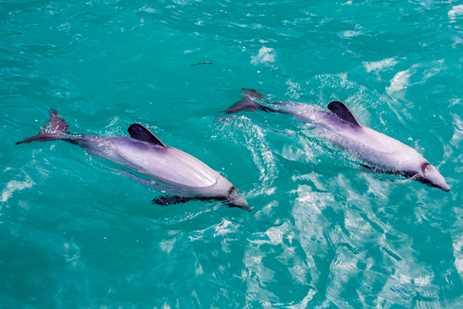 seen from above: two dolphins swim languidly side-by-side