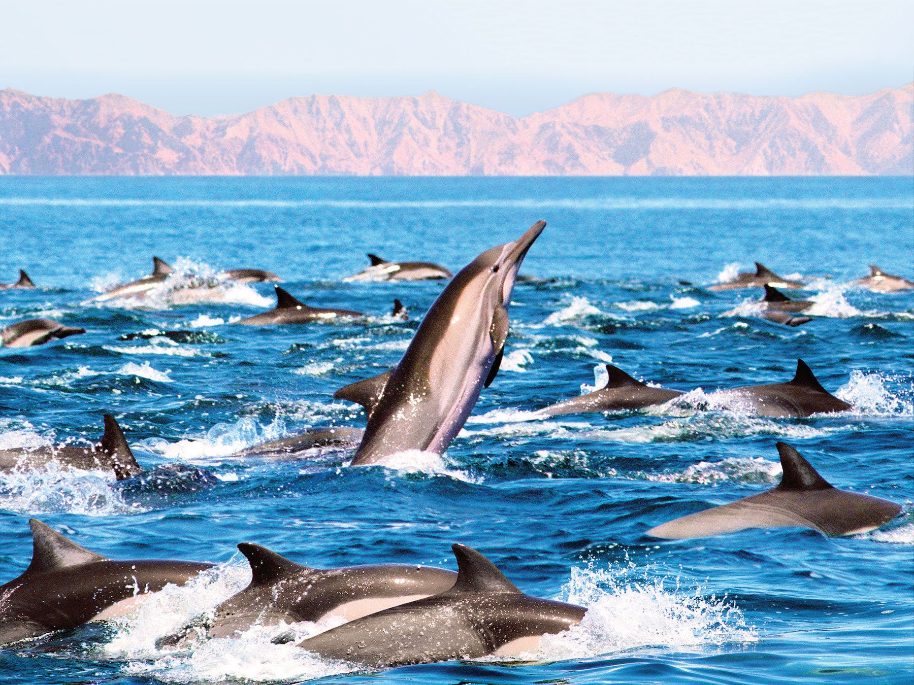 A pod of dolphins in the ocean
