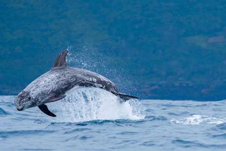 A Risso's dolphin leaping out of the water, its skin covered with white scars