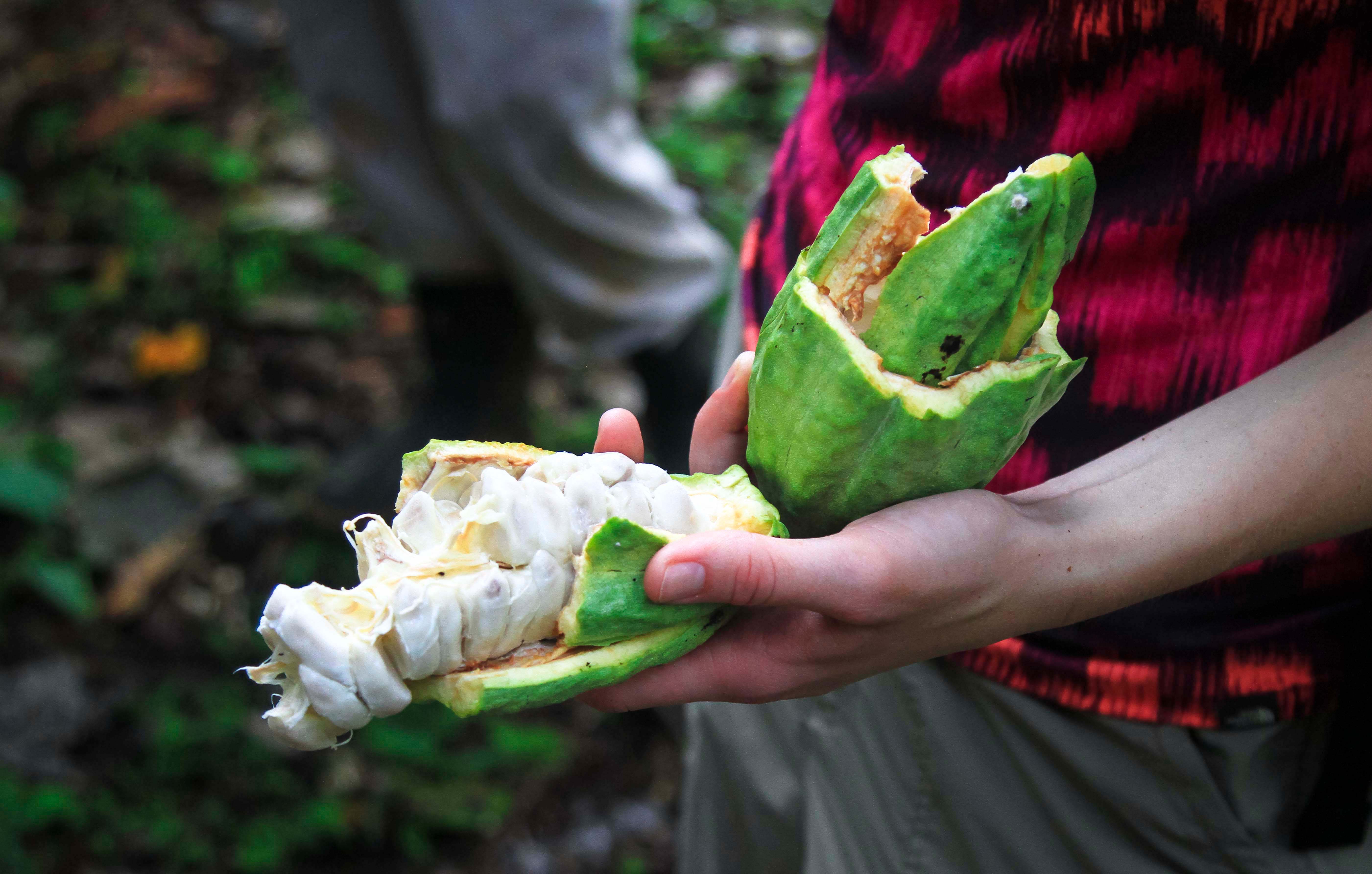 Broken-open cacao pod