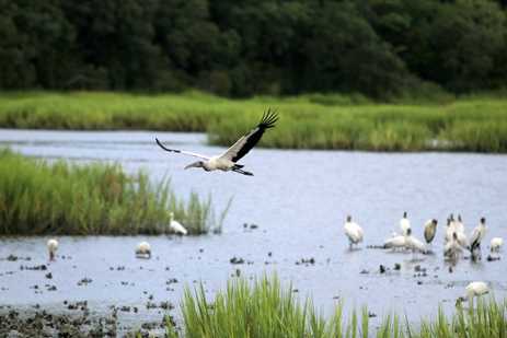 Wood stork soars over a salt marsh