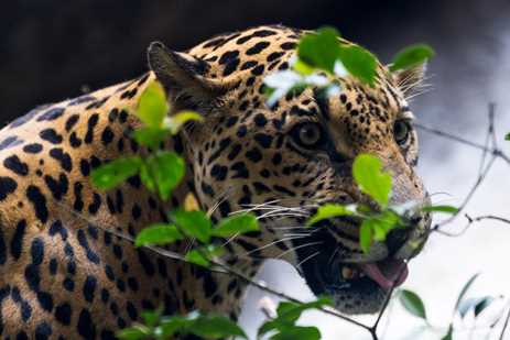 Close-up of a jaguar hunting in the jungle