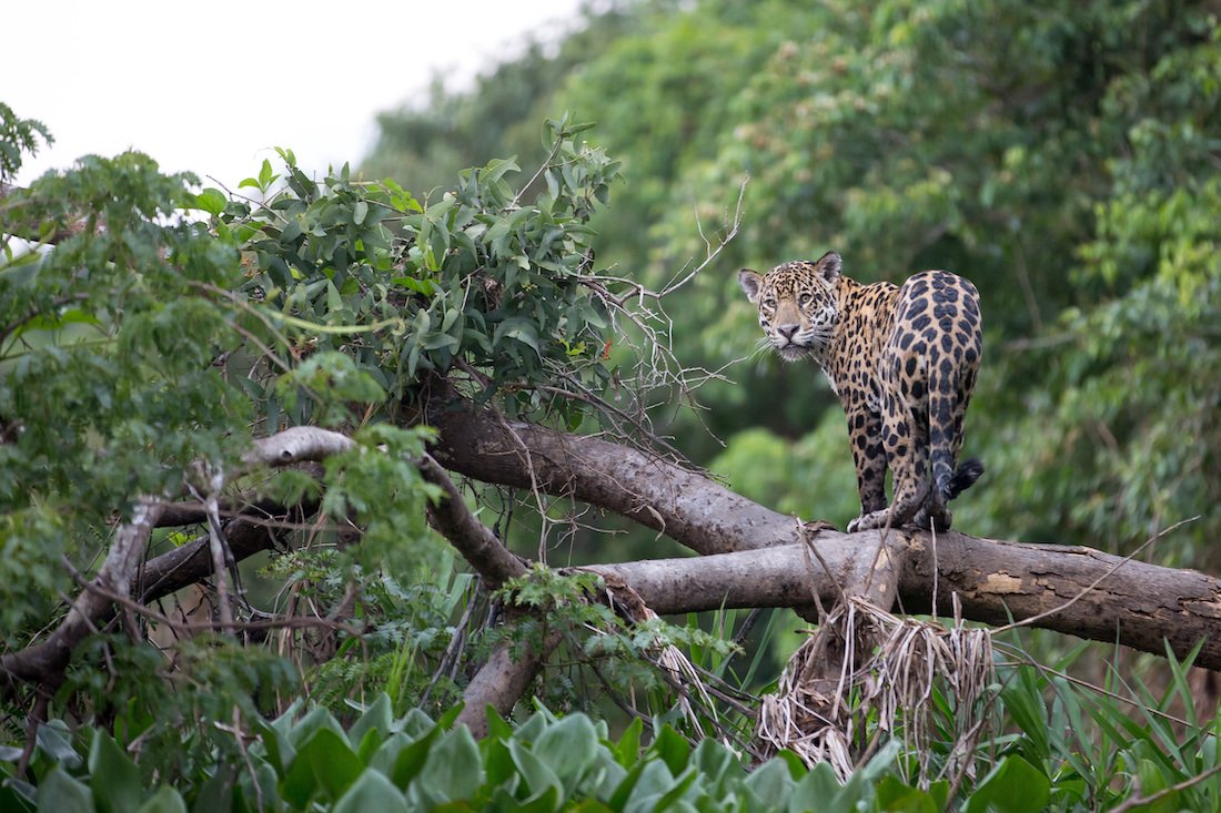 Jaguar stands on a branch in a lush rainforest