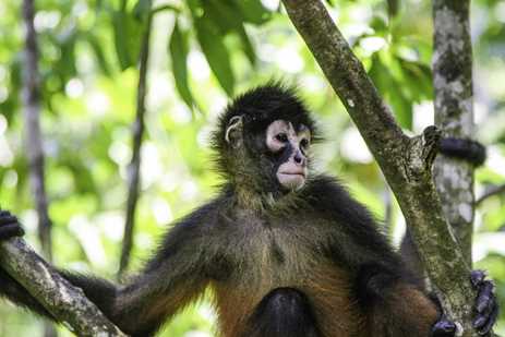 A spider monkey sits in the crook of a tree