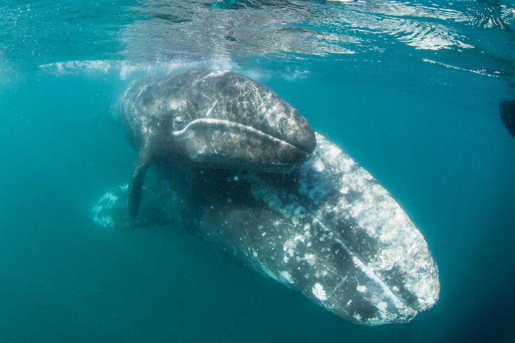 A baby gray whale stays close to its mom in Baja California