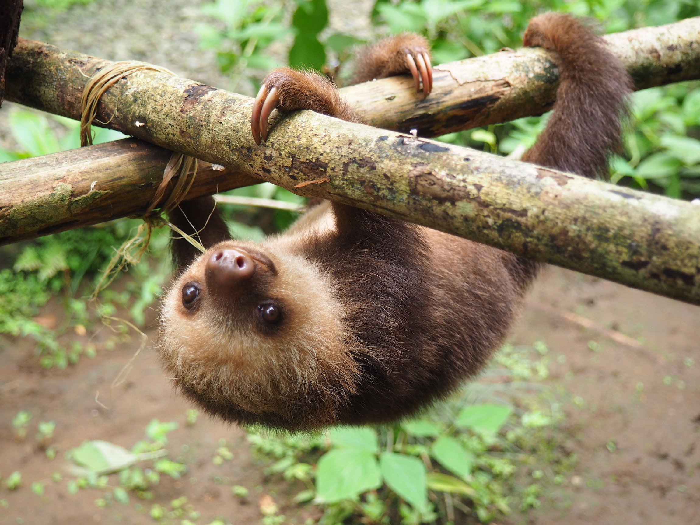 A baby sloth hanging upside down from a branch