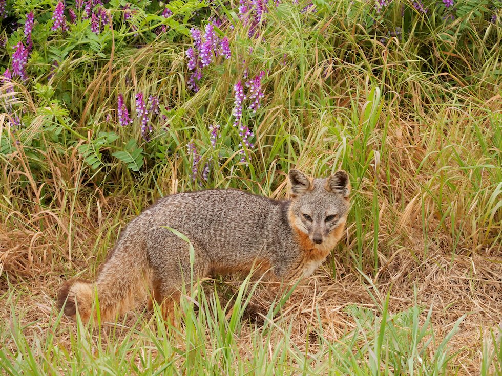 An endemic Channel Island fox stops in front of some flowers