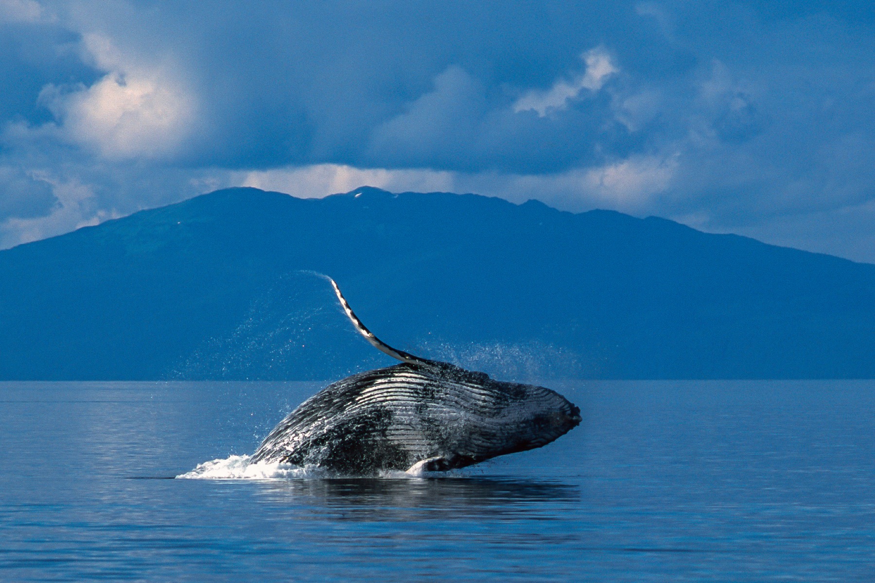 A whale bursting through the surface of the ocean