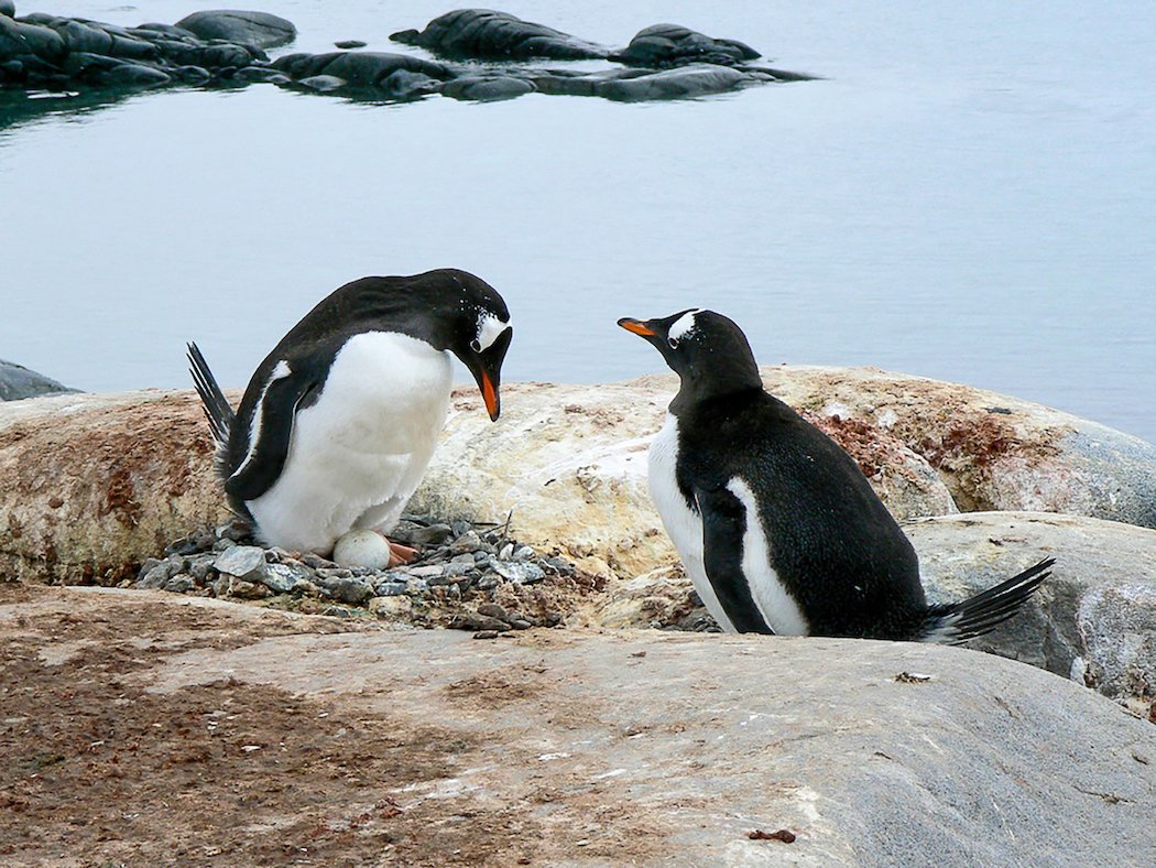 Gentoo penguins sitting on a nest