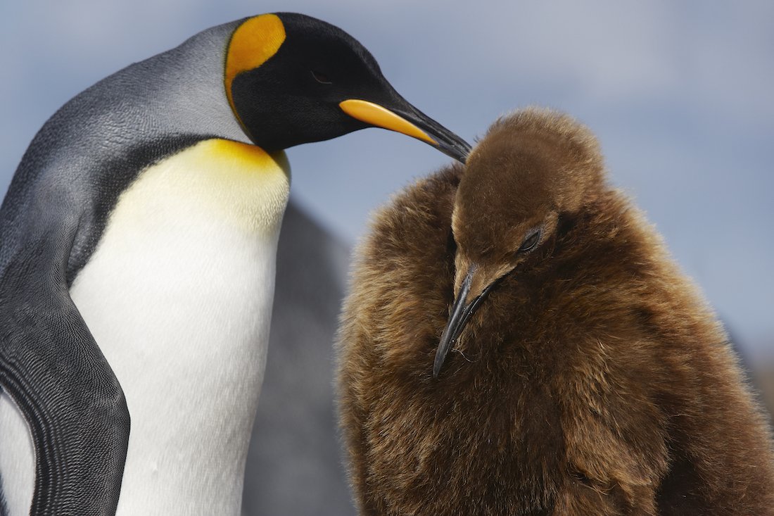 A king penguin with a fluffy brown juvenile