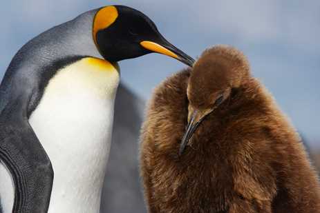 A king penguin with a fluffy brown juvenile