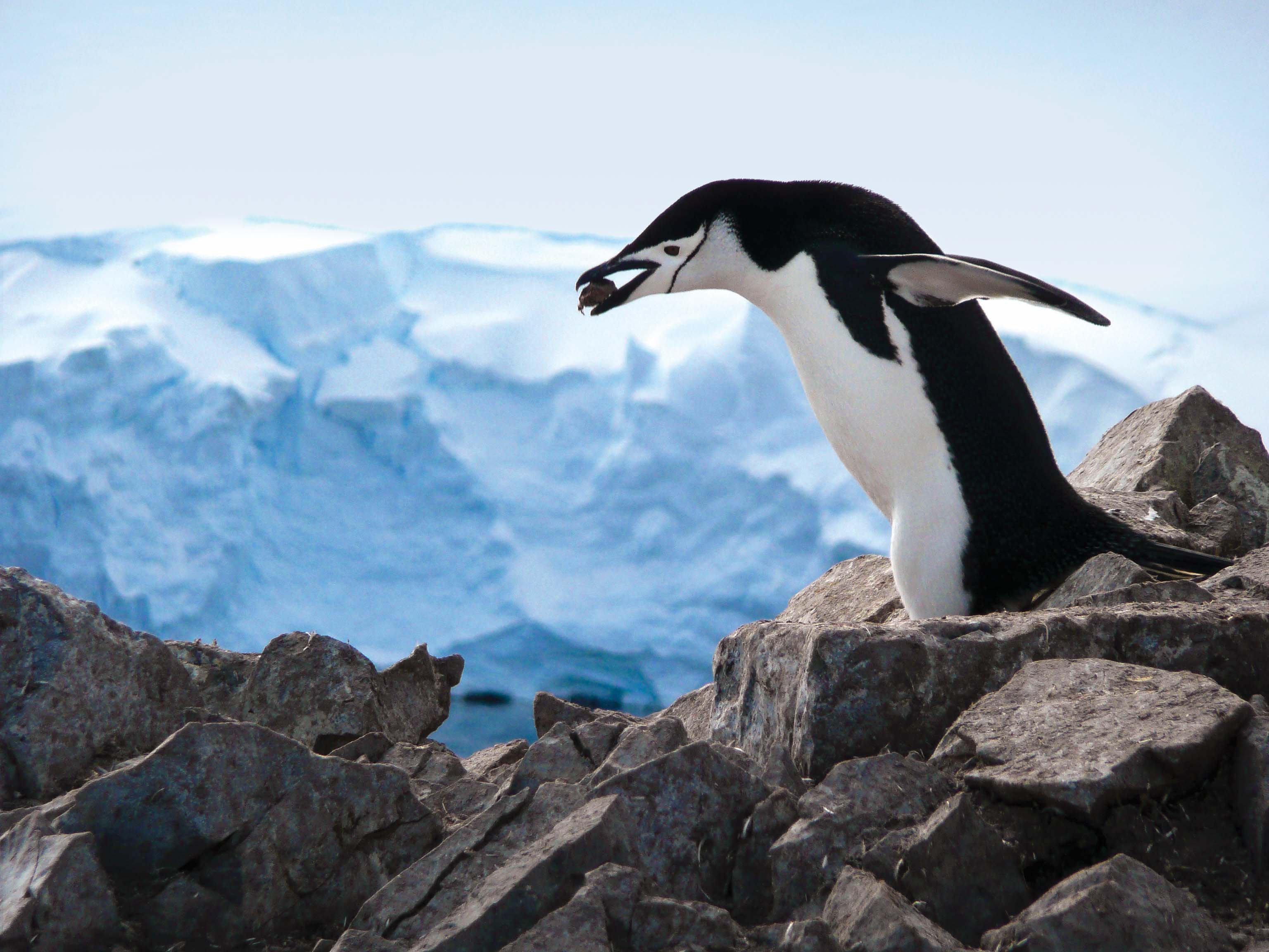 A chinstrap penguin carries a pebble in its beak