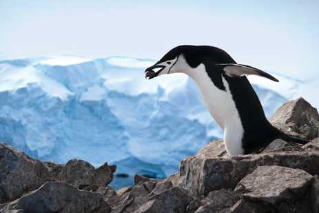 A chinstrap penguin carries a pebble in its beak