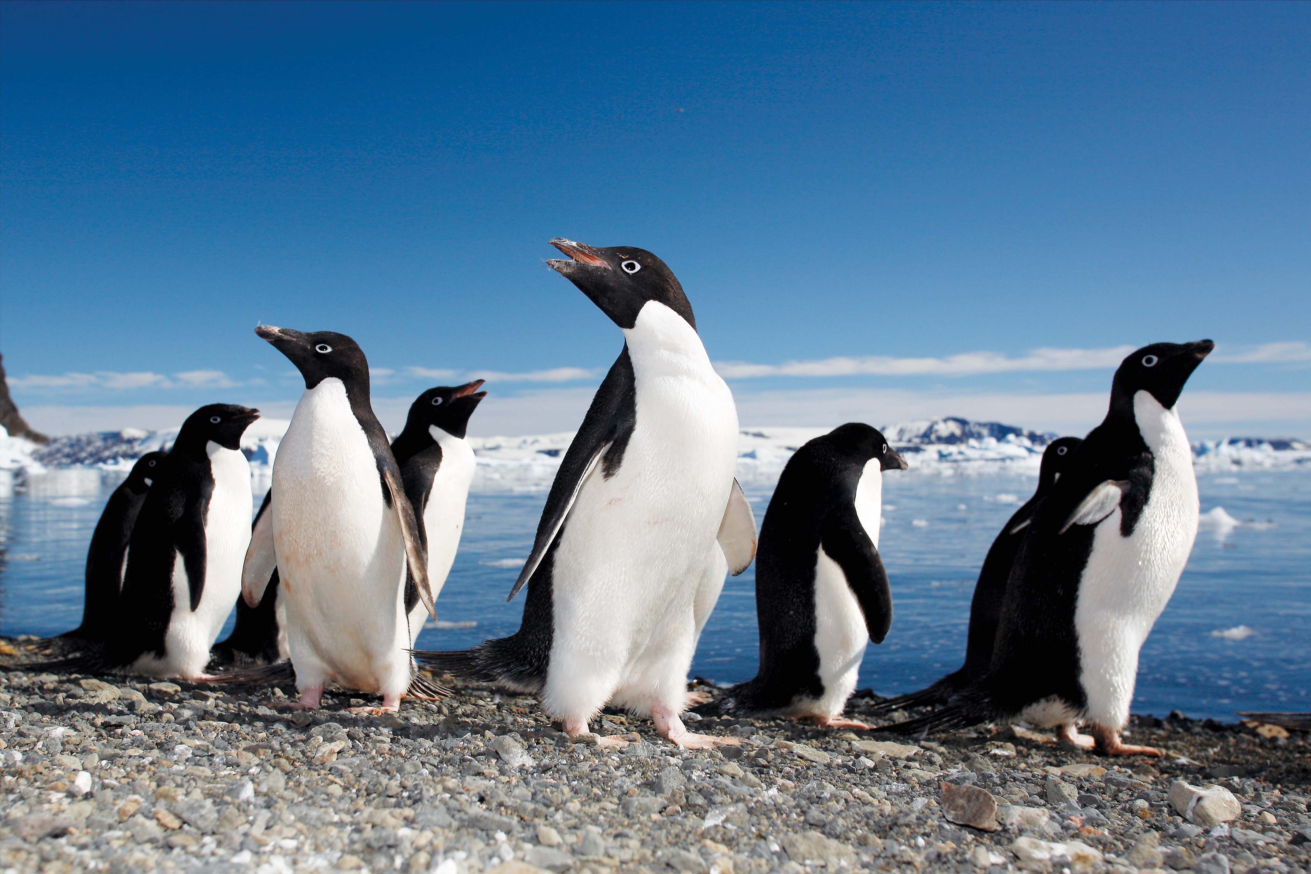 A group of Adelie penguins on shore