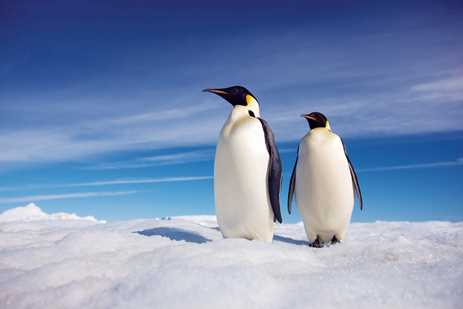 Two emperor penguins on ice in Antarctica