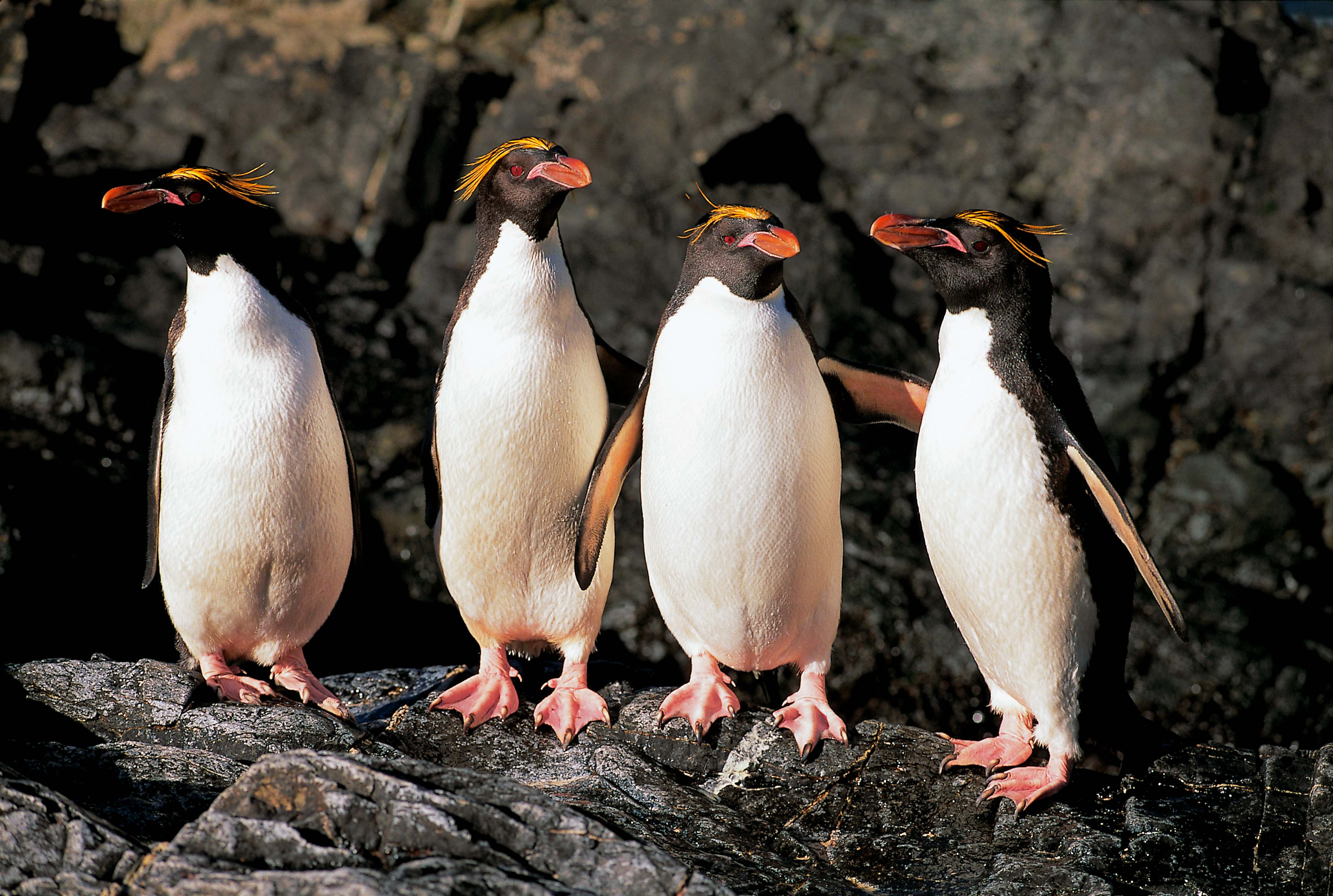 A group of macaroni penguins show off thier yellow plumes