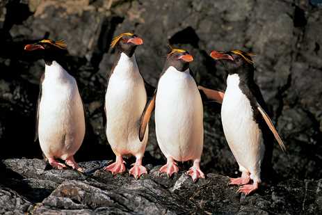 A group of macaroni penguins show off thier yellow plumes