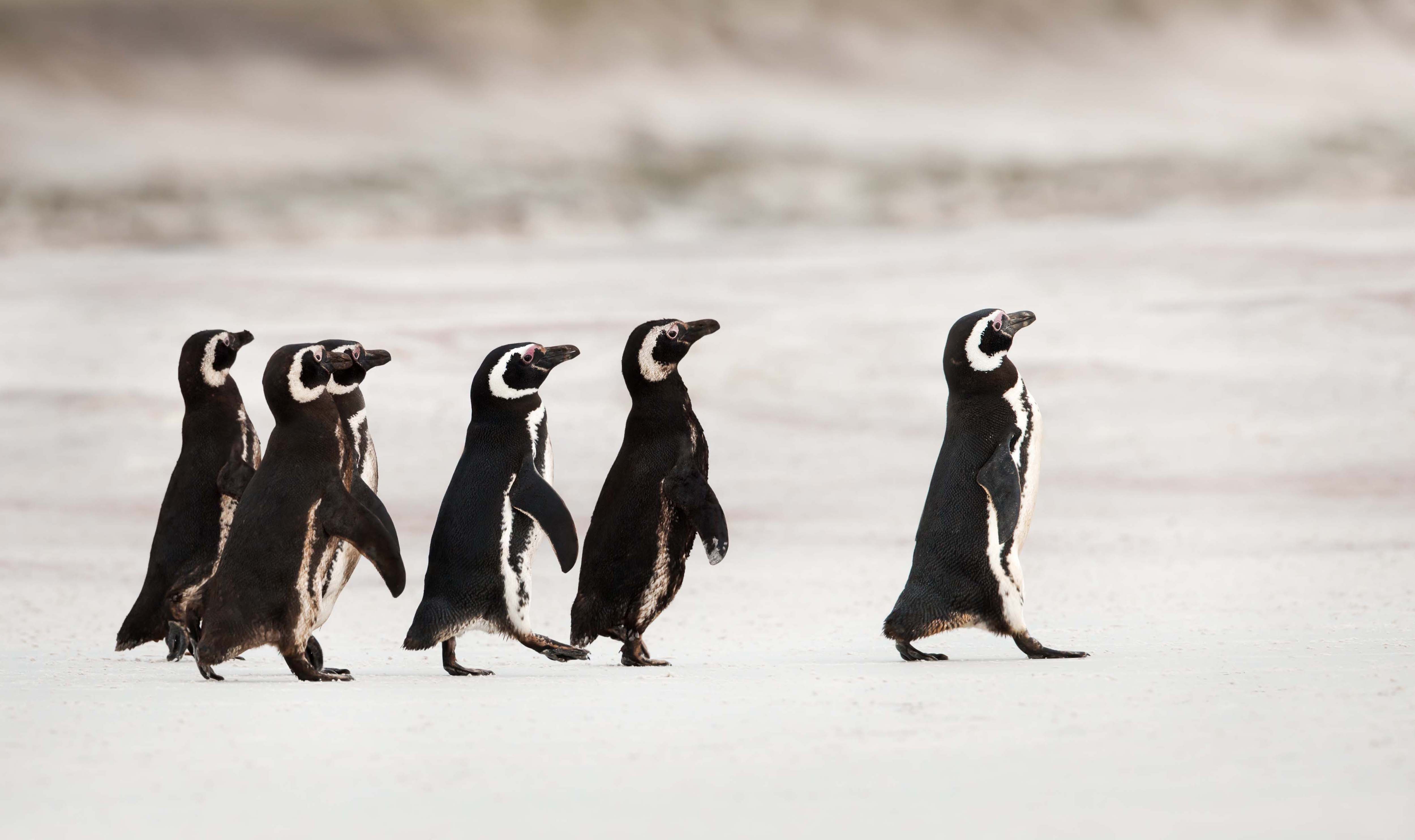 A group of Magellanic penguins walk in a line