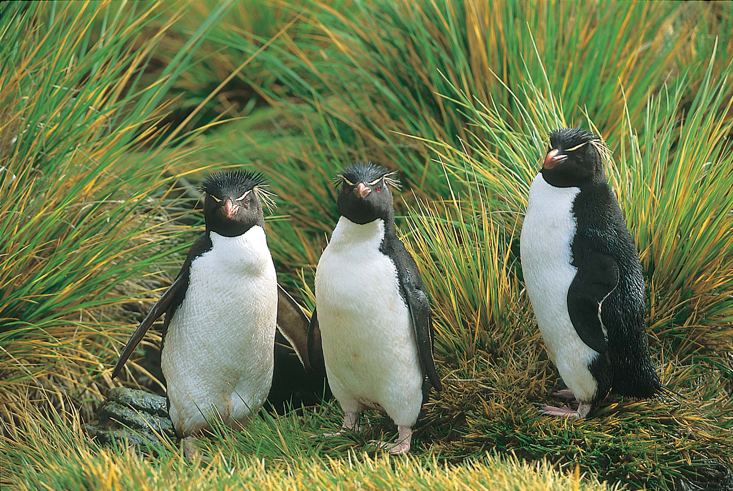 Three rockhopper penguins stand on a grassy knoll