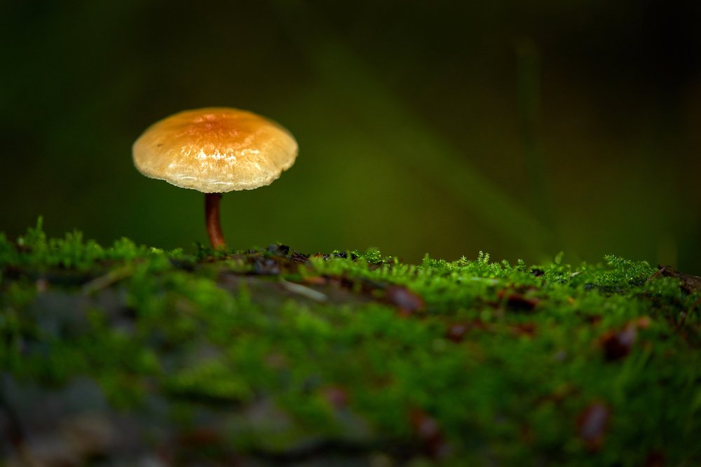 A wild mushroom in a Pacific Northwest forest