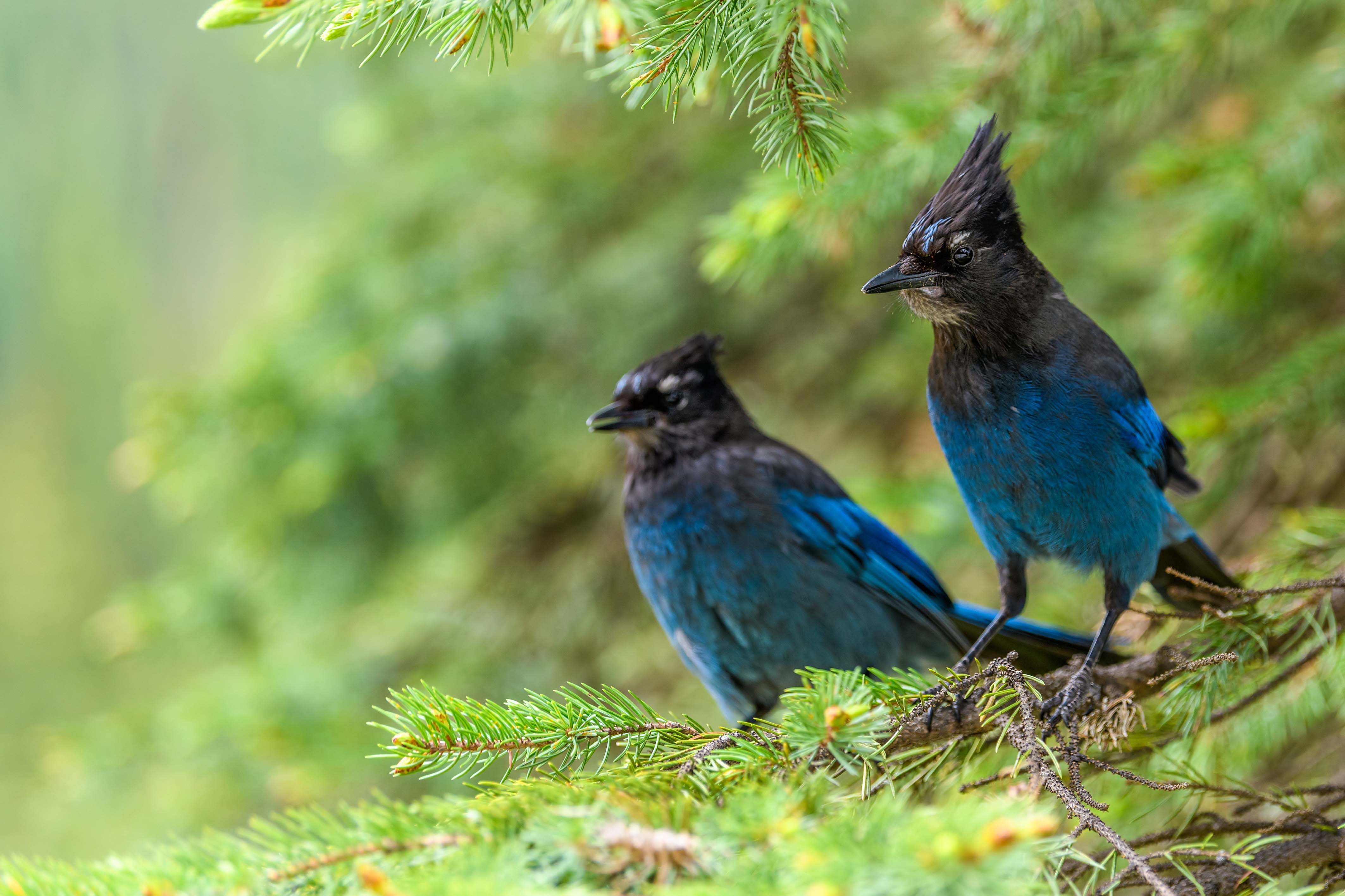A pair of Steller's jays perch on an evergreen branch