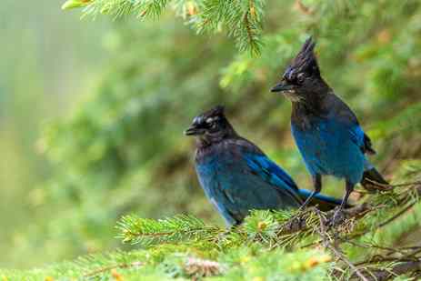 A pair of Steller's jays perch on an evergreen branch