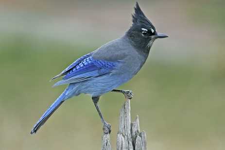A Steller's Jay strikes a post on a post
