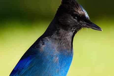 SIde profile of a striking blue Steller's jay