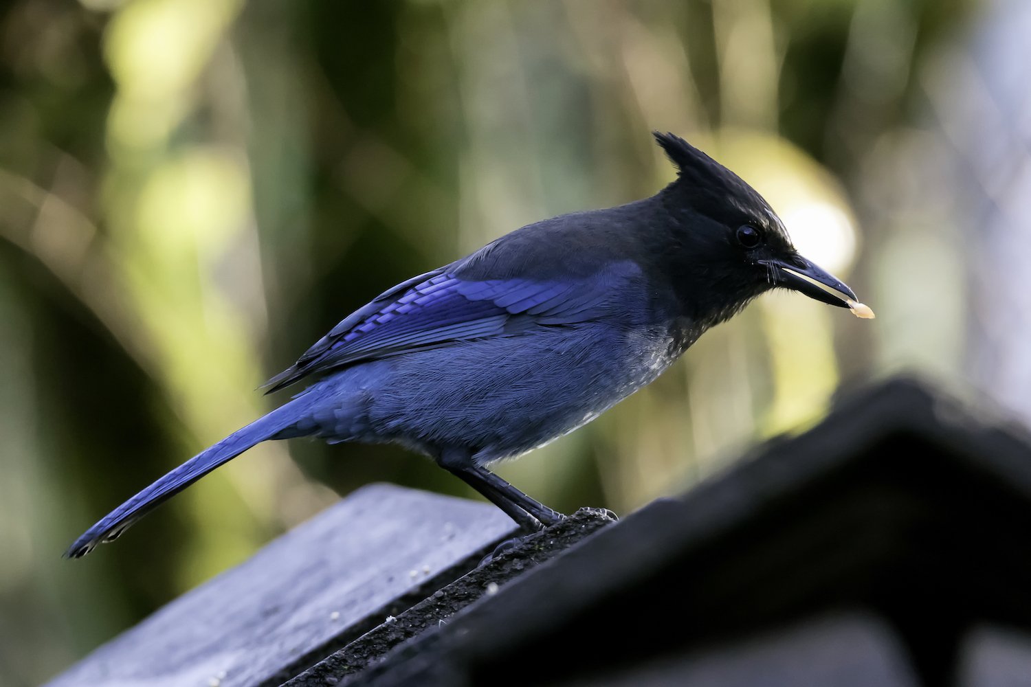 A Steller's jay holds a seed in its beak