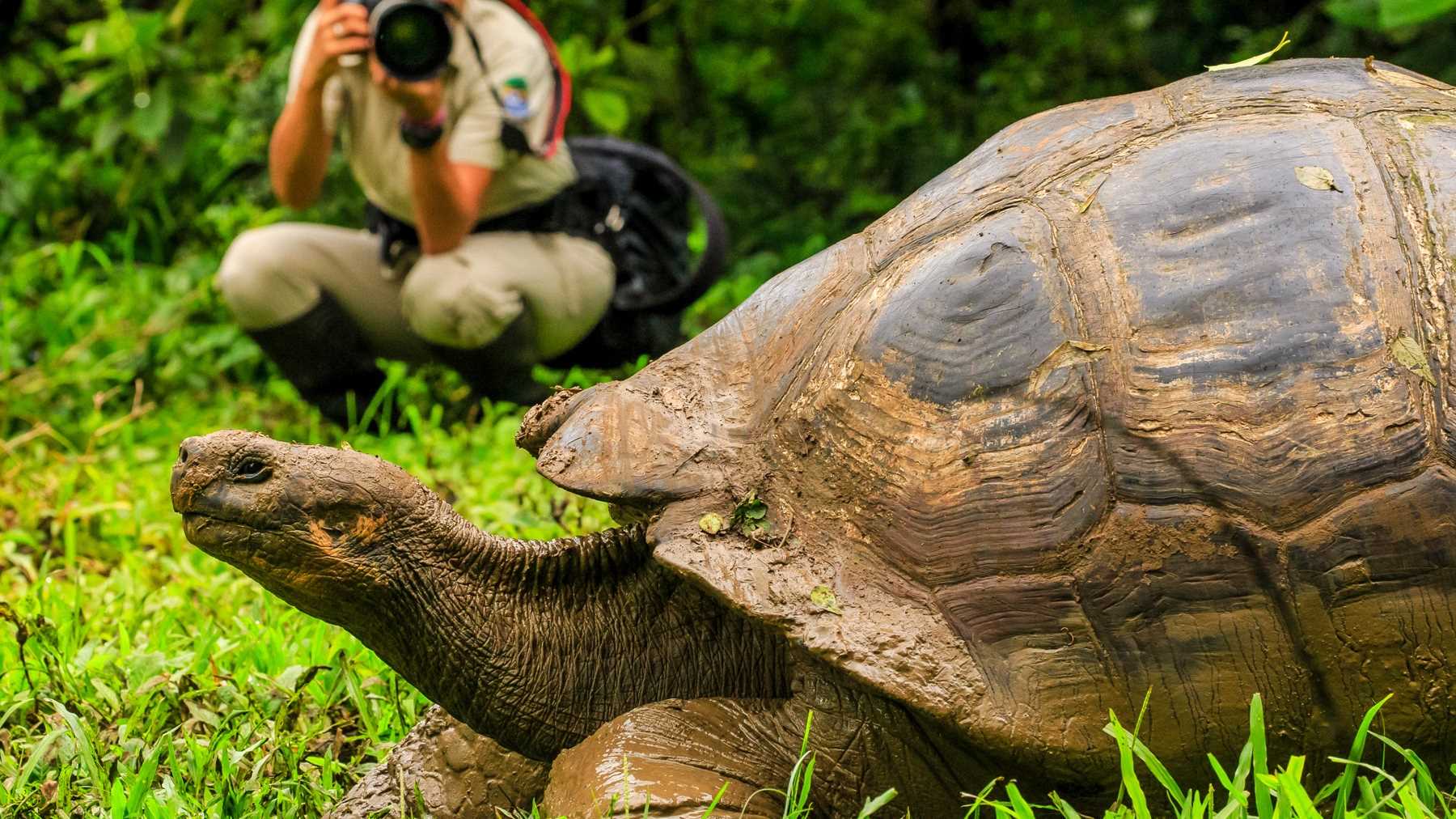 A large turtle in the foreground, a photographer pointing their equipment at it from the background