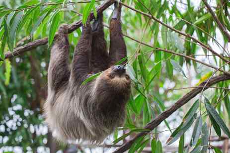 A sloth hangs upside down from a tree