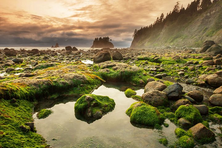 coastal landscape - rocks and moss with an island in the background