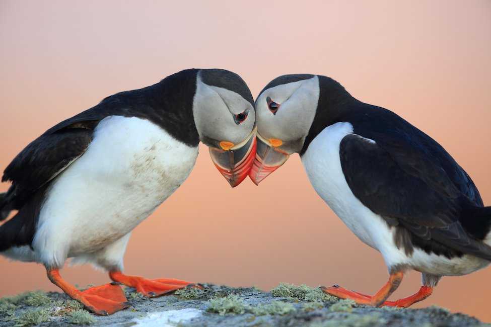 Puffins touching beaks.jpg