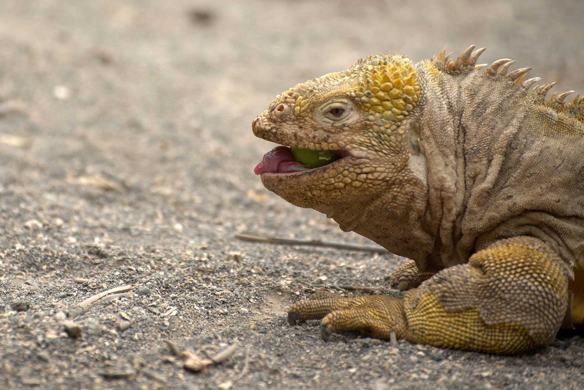 land iguana