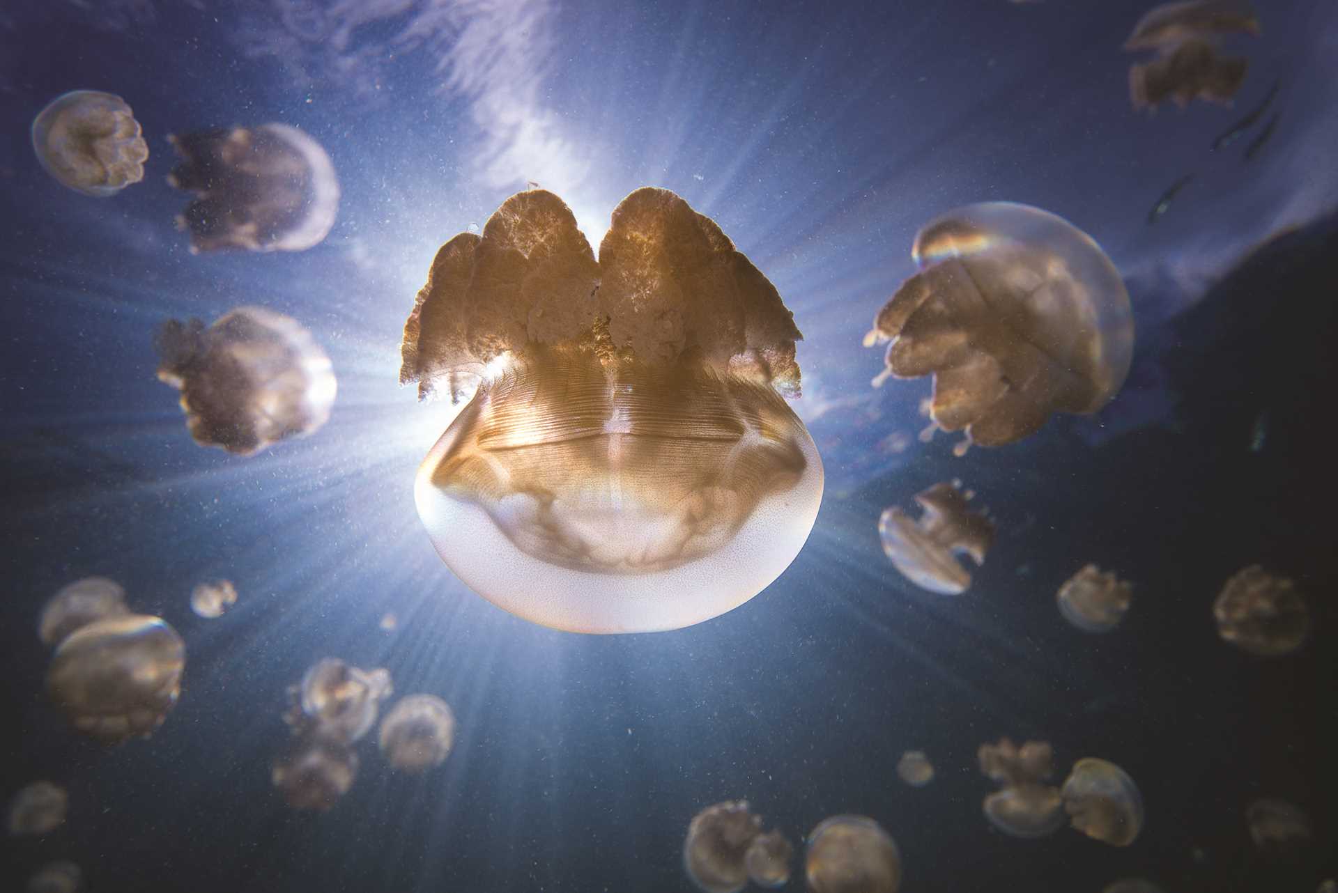 A bloom of jellyfish swims near the ocean's surface