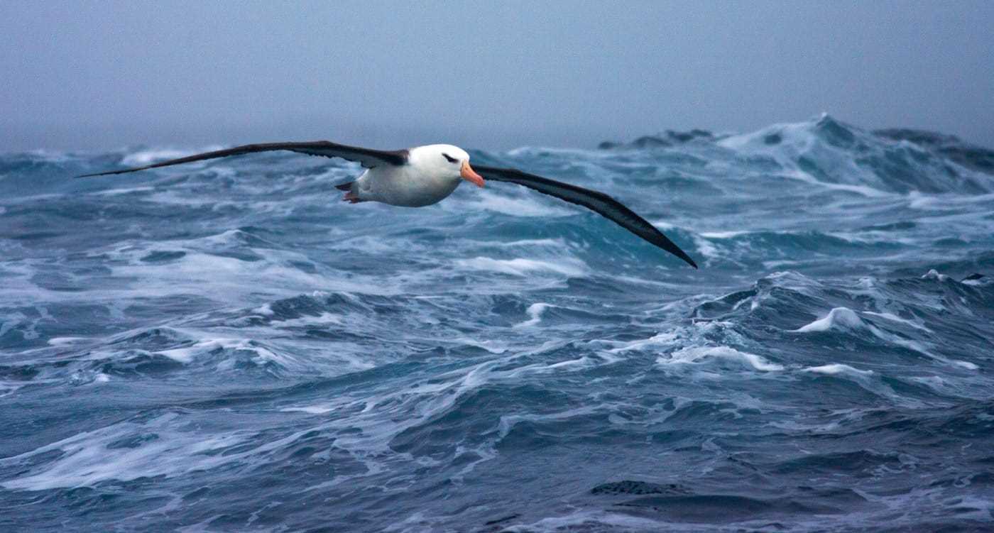 Black Browed Albatross over Southern Ocean.jpg