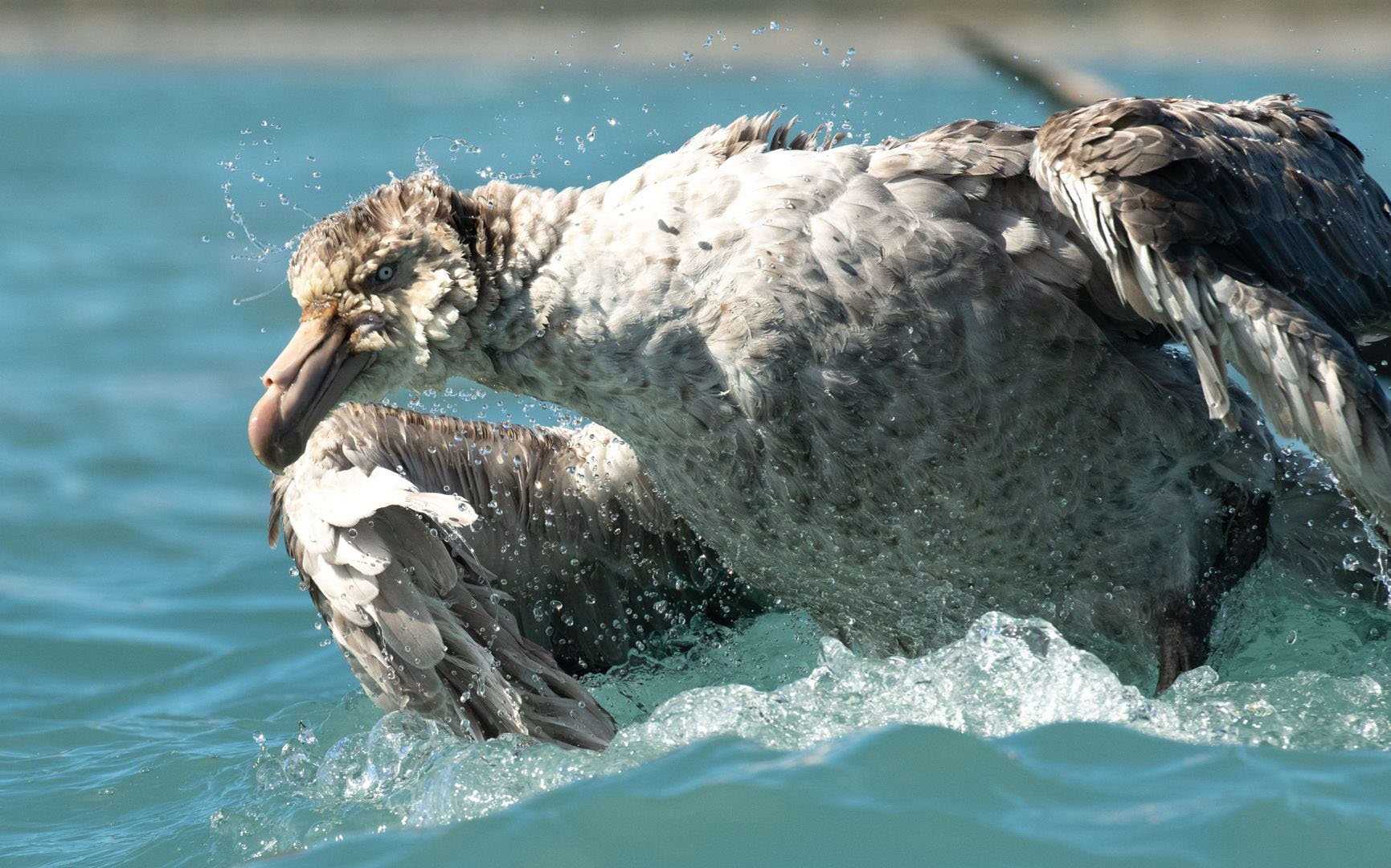 angry cape petrel