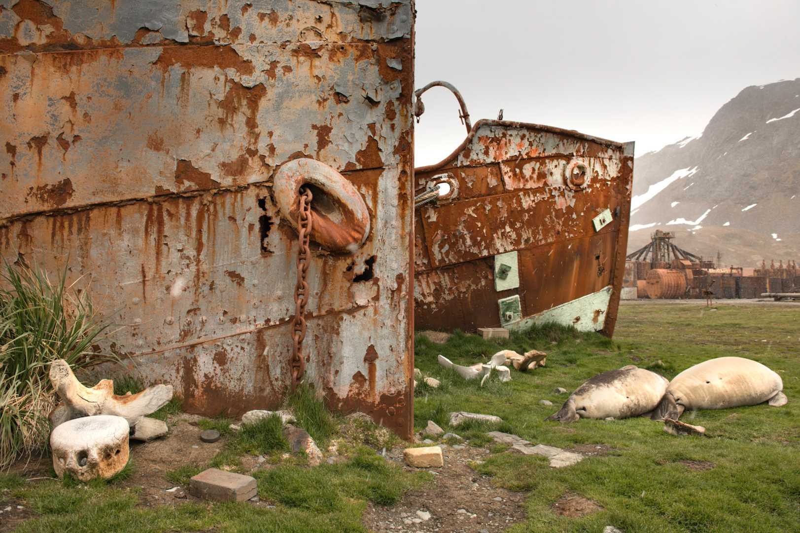 Grytviken whaling station with elephant seal pups.png