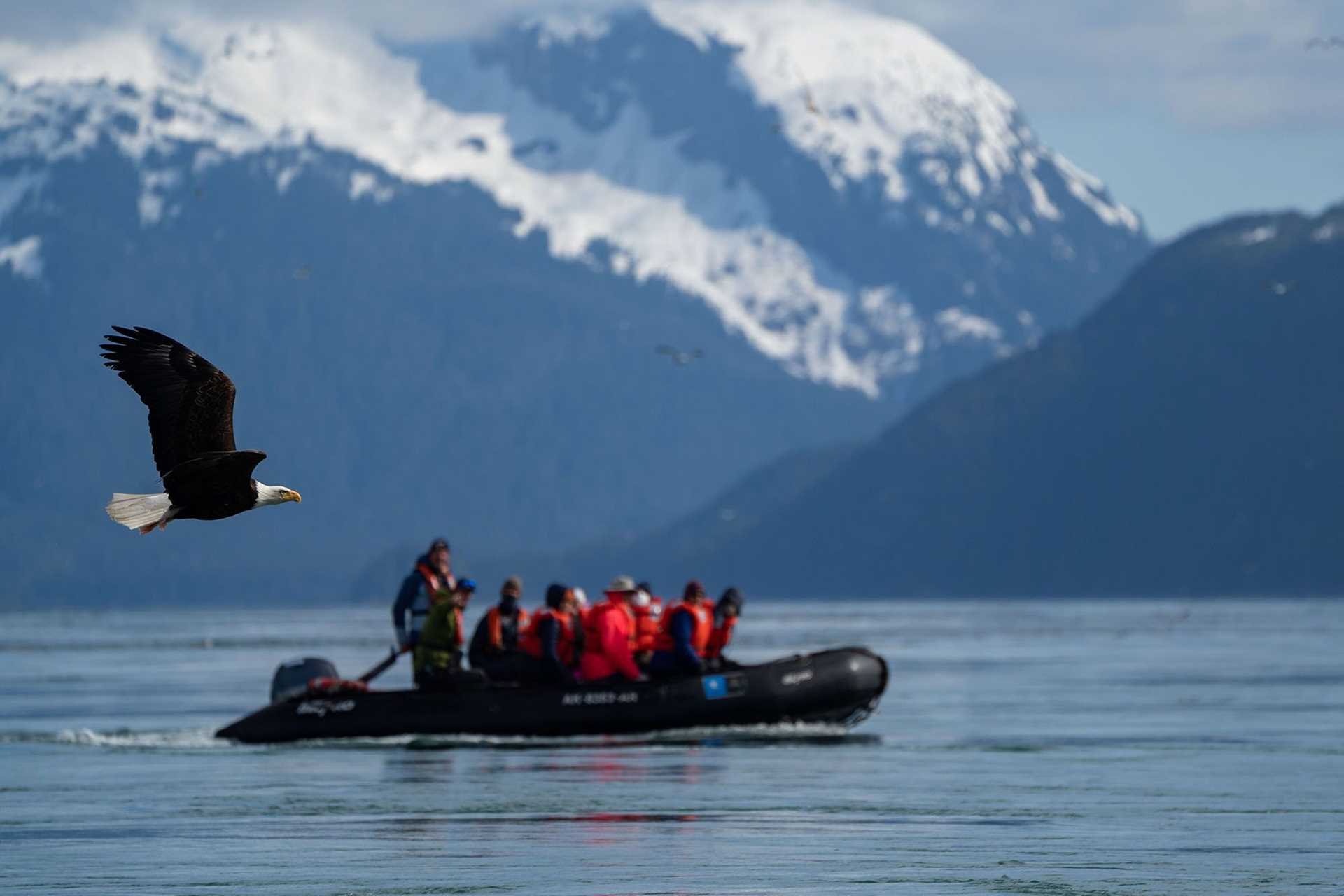 bald eagle