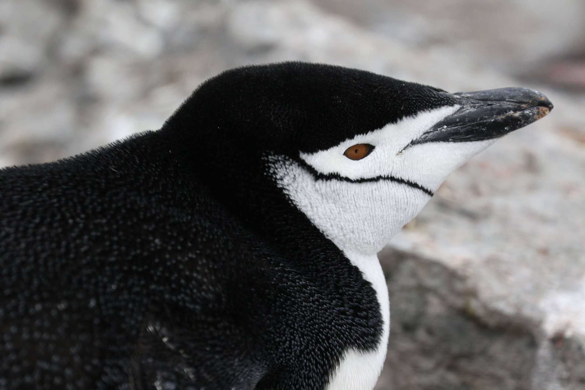 chinstrap penguin