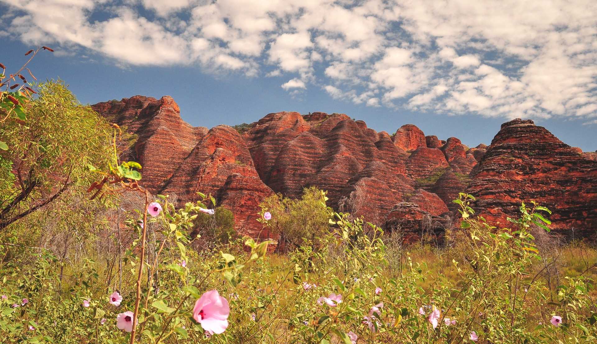 Flowers with Bungle Bungle.jpg