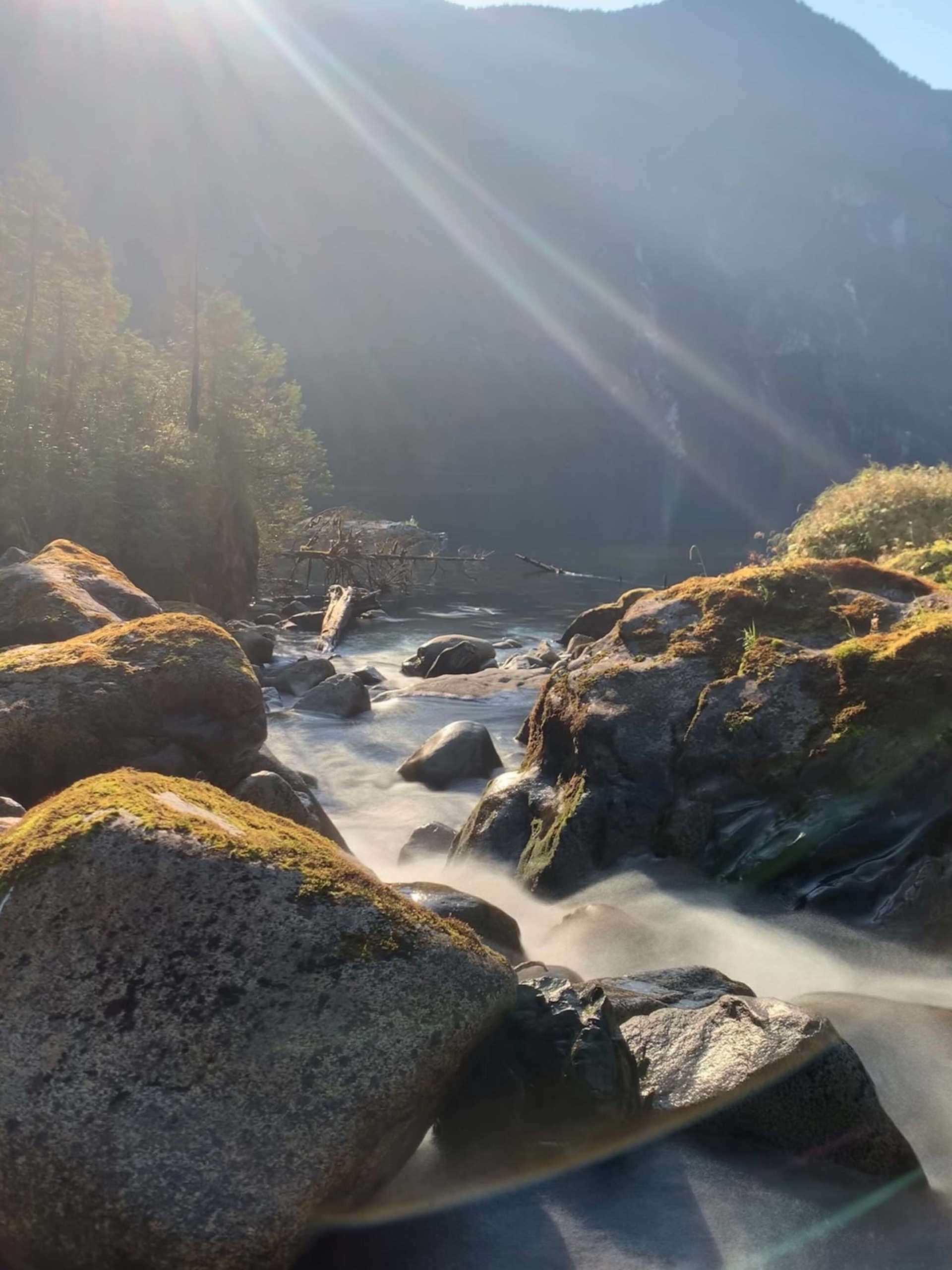 sunlight shines on a stream in a forest