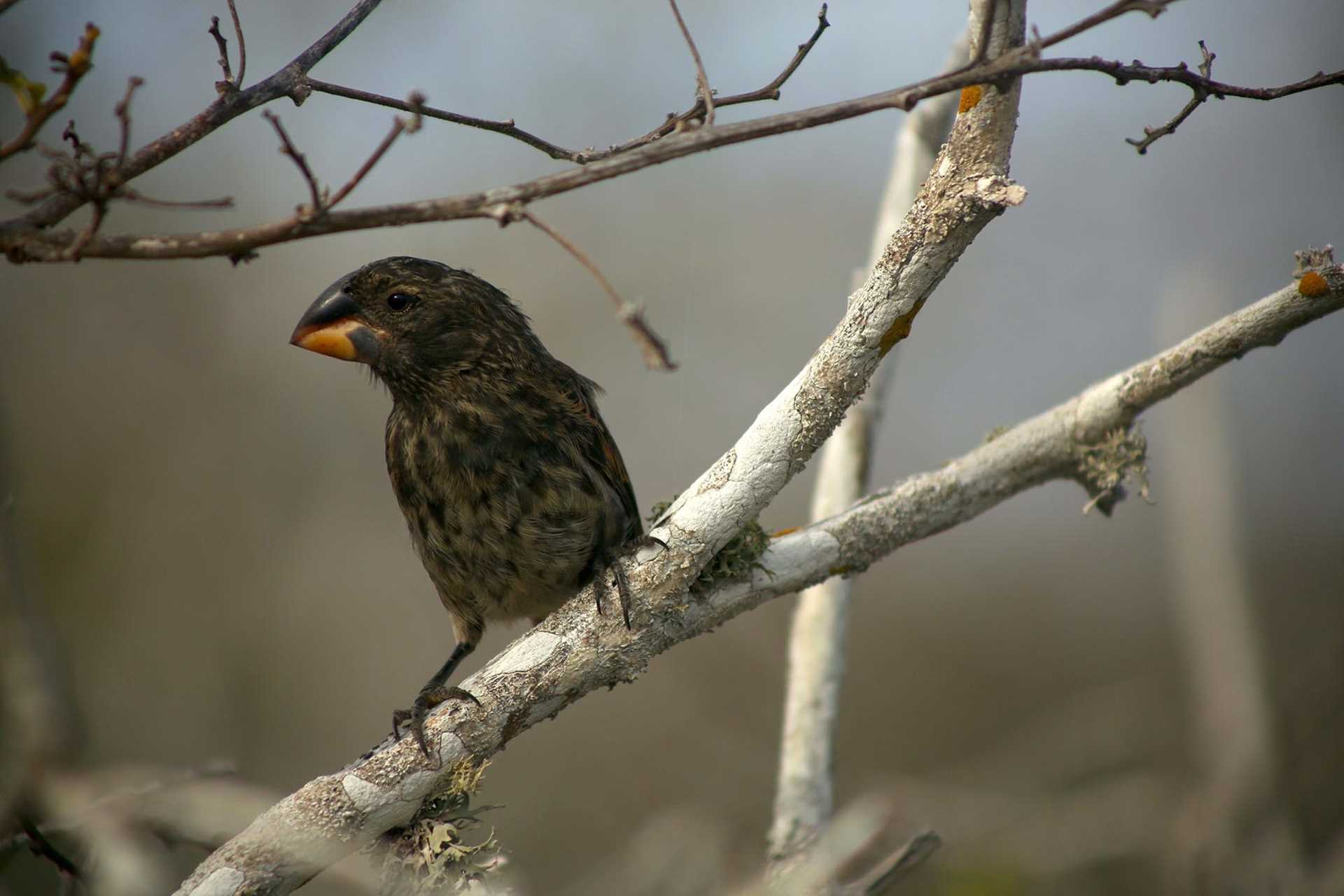 ground finch