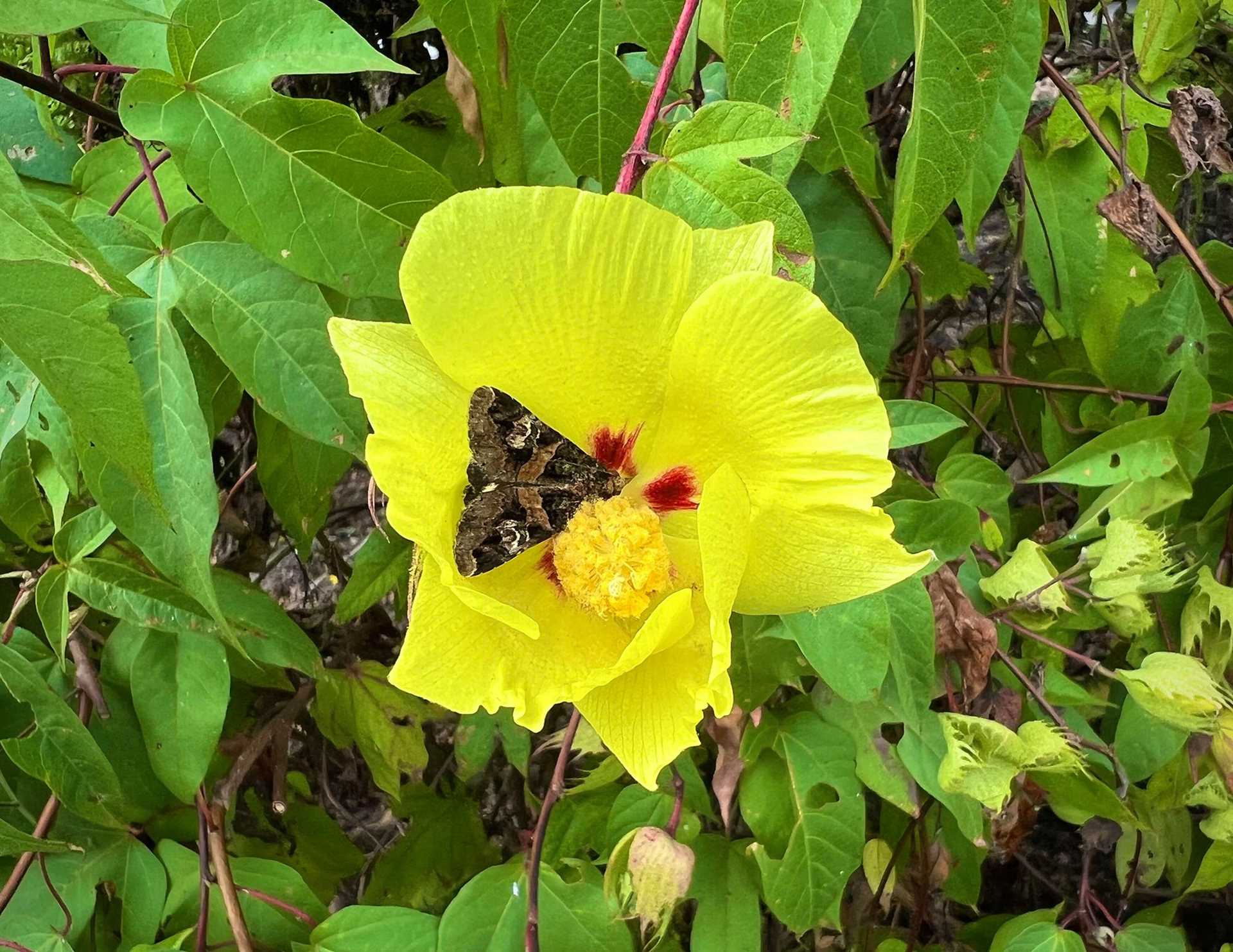 butterfly on yellow flower