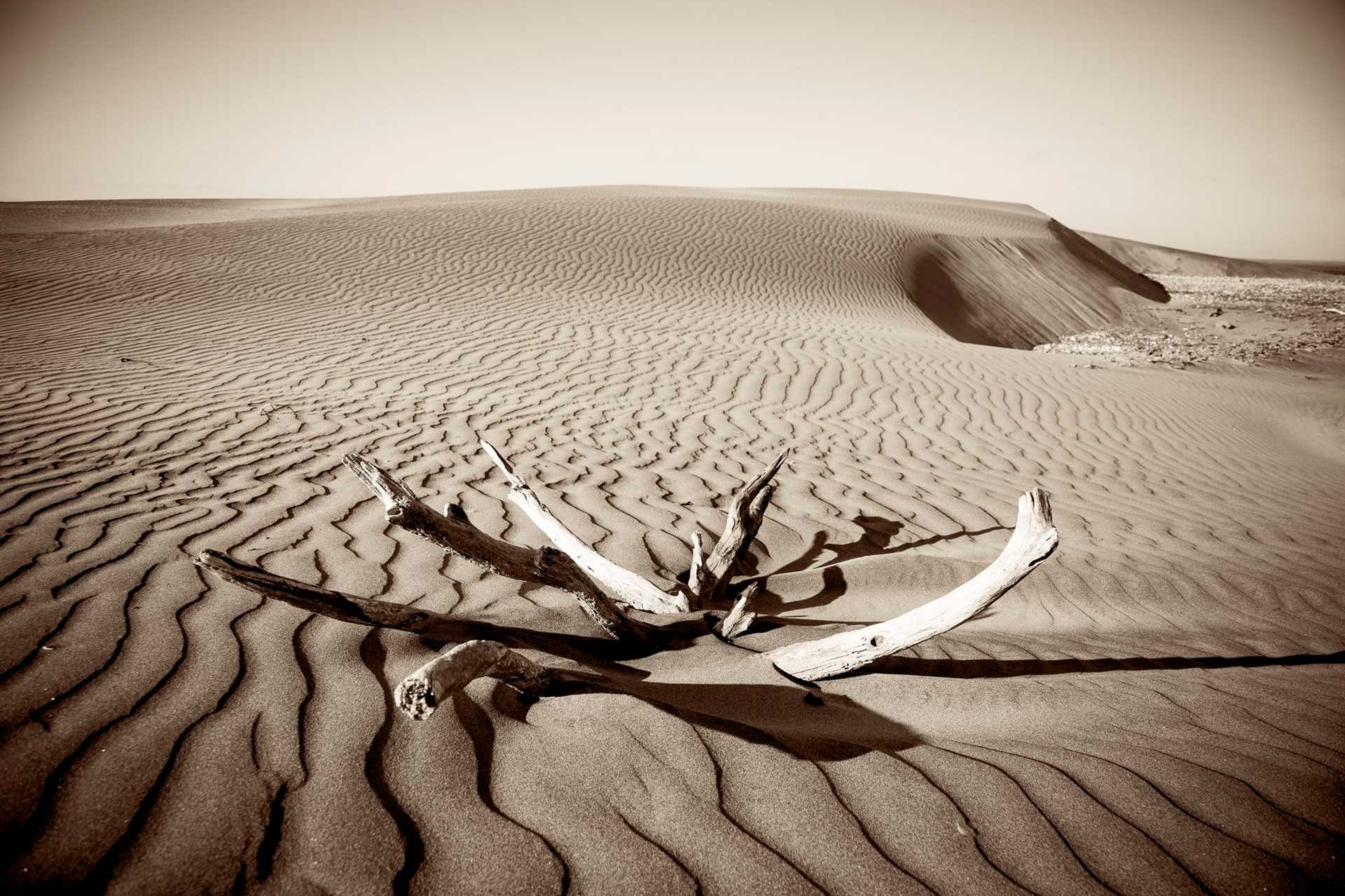 sand dunes and dead mangrove