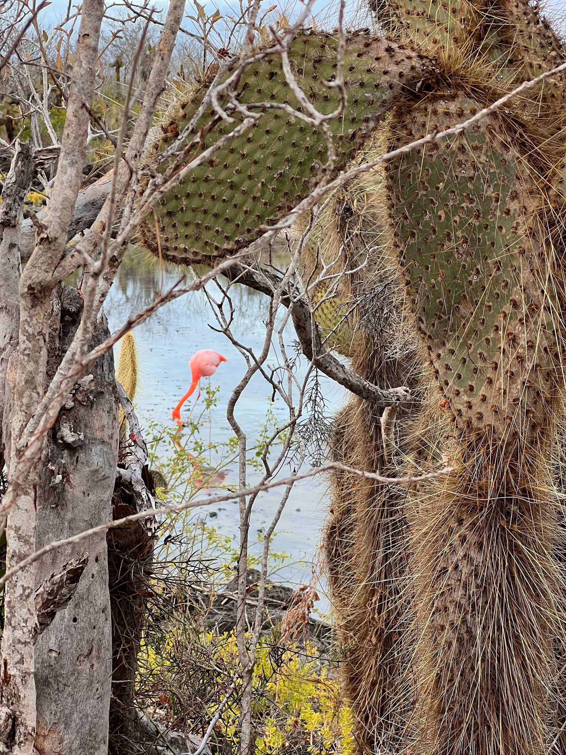 flamingo feeding