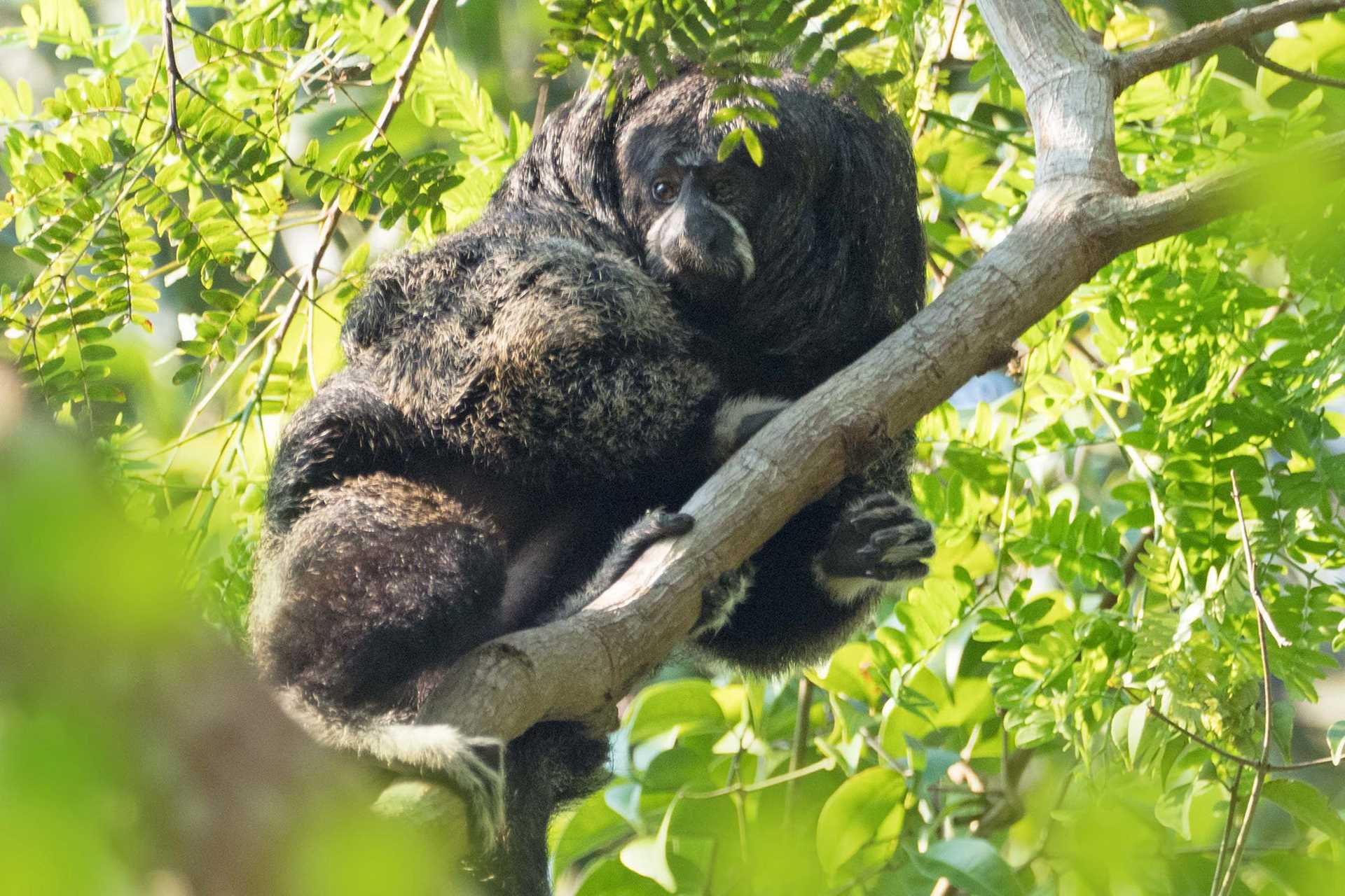 monk saki monkey