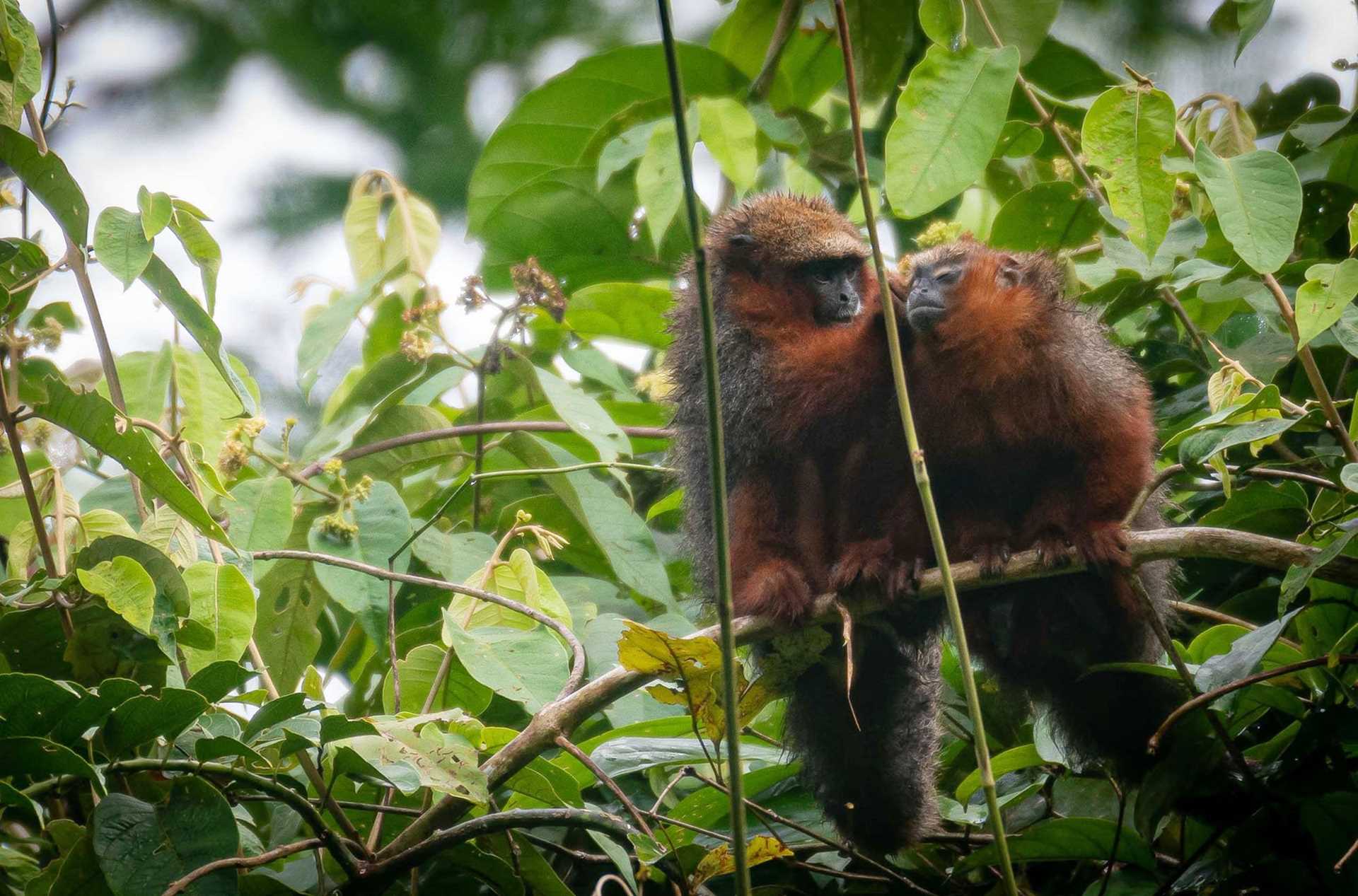 two small brown monkeys