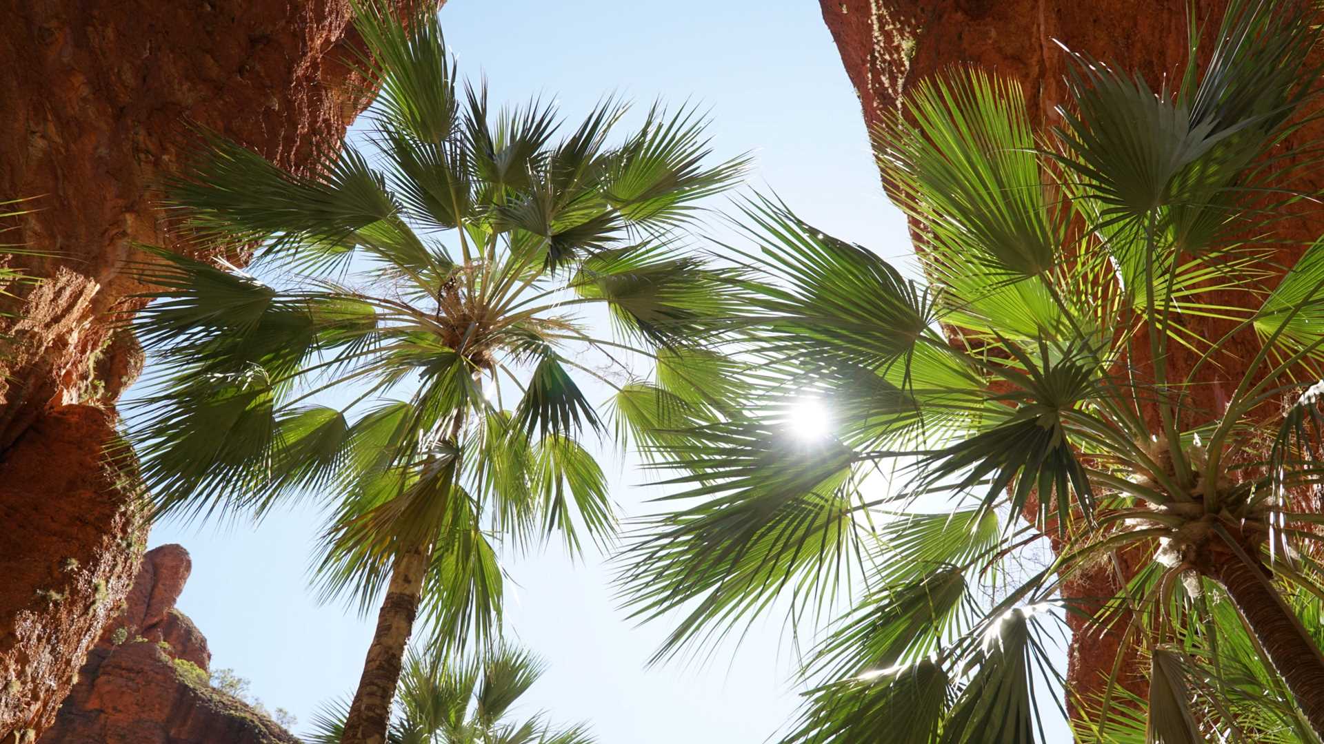 Palm Trees in Bungle Bungle Range.jpg